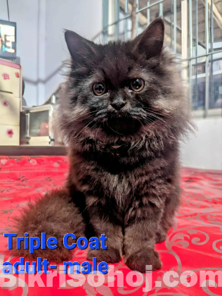 Cute persian for sell